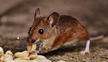 24 Hour & Emergency Exterminators in Westfield Center, OH